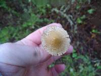 Inocybe kauffmanii image