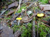 Hygrocybe flavifolia image