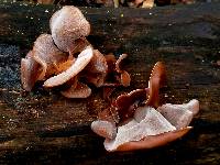 Auricularia fuscosuccinea image