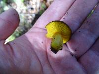 Phylloporus arenicola image