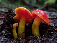 Hygrocybe laetissima image