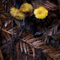 Xeromphalina cauticinalis image