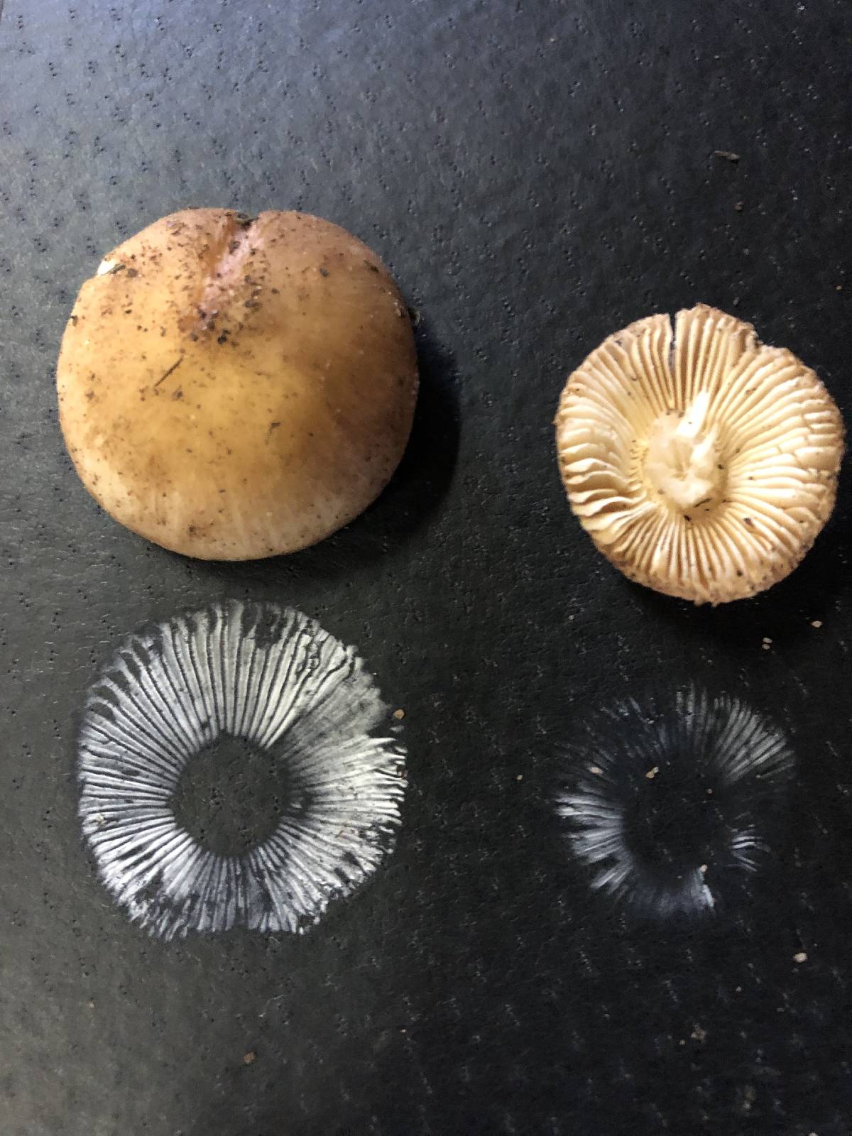 Leucoinocybe lenta image