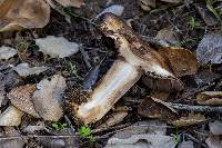 Agaricus albolutescens image