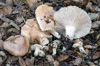 Hygrophorus nemoreus var. raphaneus image