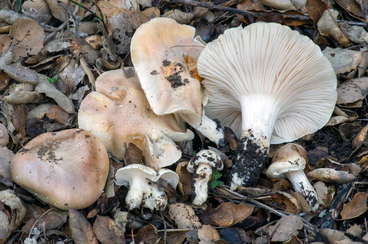 Hygrophorus nemoreus var. raphaneus image