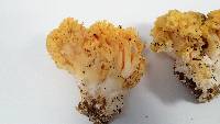 Ramaria rasilispora image