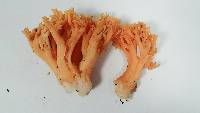 Ramaria rasilispora image