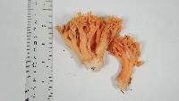 Ramaria rasilispora image