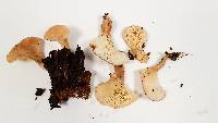 Hohenbuehelia petaloides image