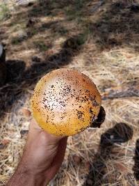 Amanita cochiseana image