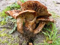 Tricholoma dryophilum image