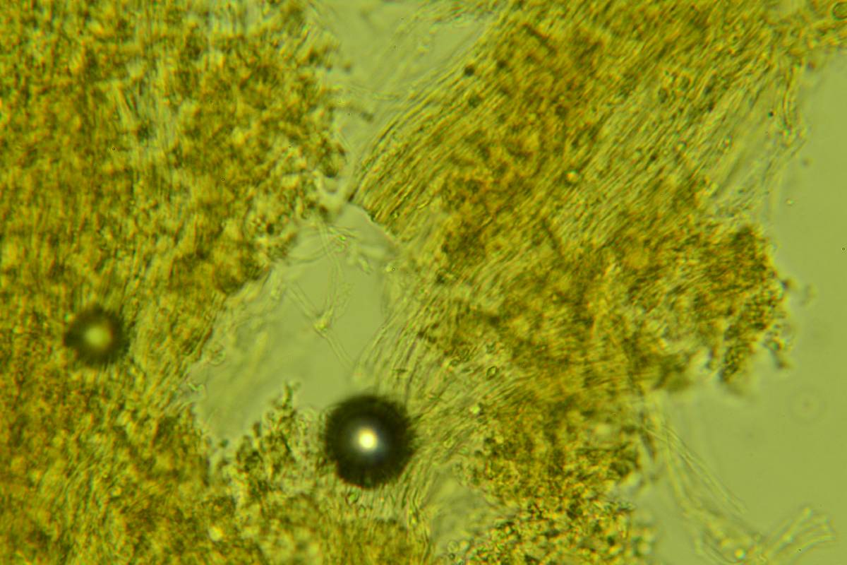 Ramariopsis minutula image