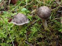 Tricholoma terreum image