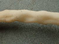 Helvella elastica image