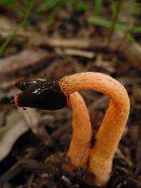 Phallus rubicundus image