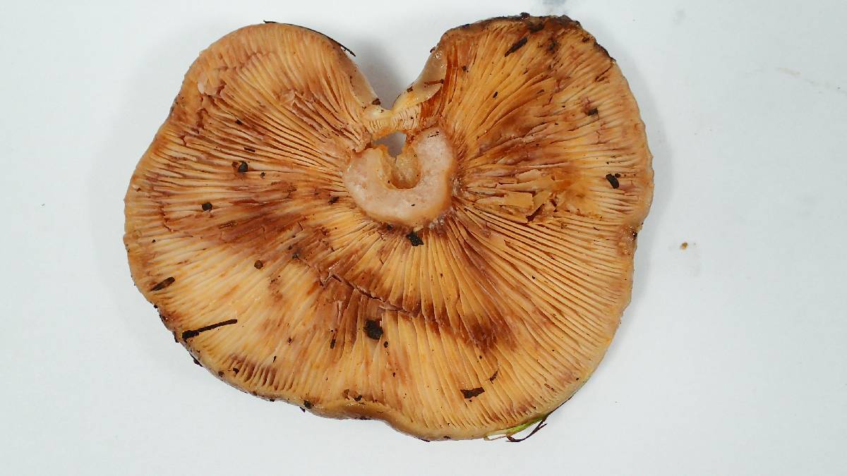 Lactarius pallescens image