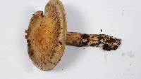 Cortinarius infractus image