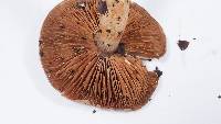 Cortinarius infractus image