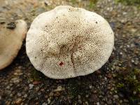 Trametes gibbosa image