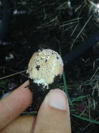 Coprinellus flocculosus image