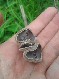 Auricularia nigricans image