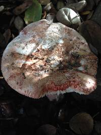 Amanita cruentilemurum image