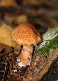 Cortinarius armillatus image