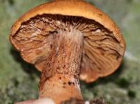 Cortinarius armillatus image