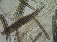 Geoglossum umbratile image