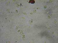 Rhodocybe caelata image