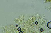 Hygrocybe deceptiva image