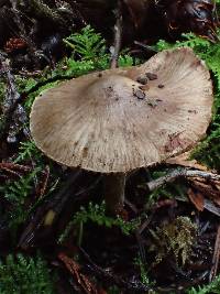 Inocybe assimilata image