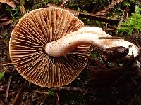 Inocybe whitei image