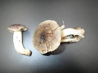 Tricholoma portentosum image