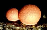 Lycogala epidendrum image