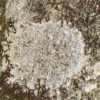 Lecanora imshaugii image