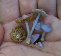 Inocybe lilacina image