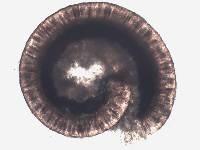 Nephroma laevigatum image