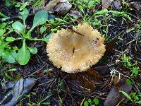 Russula cerolens image