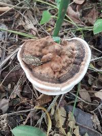 Ganoderma australe image