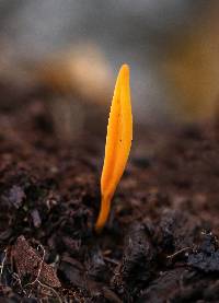 Clavulinopsis laeticolor image