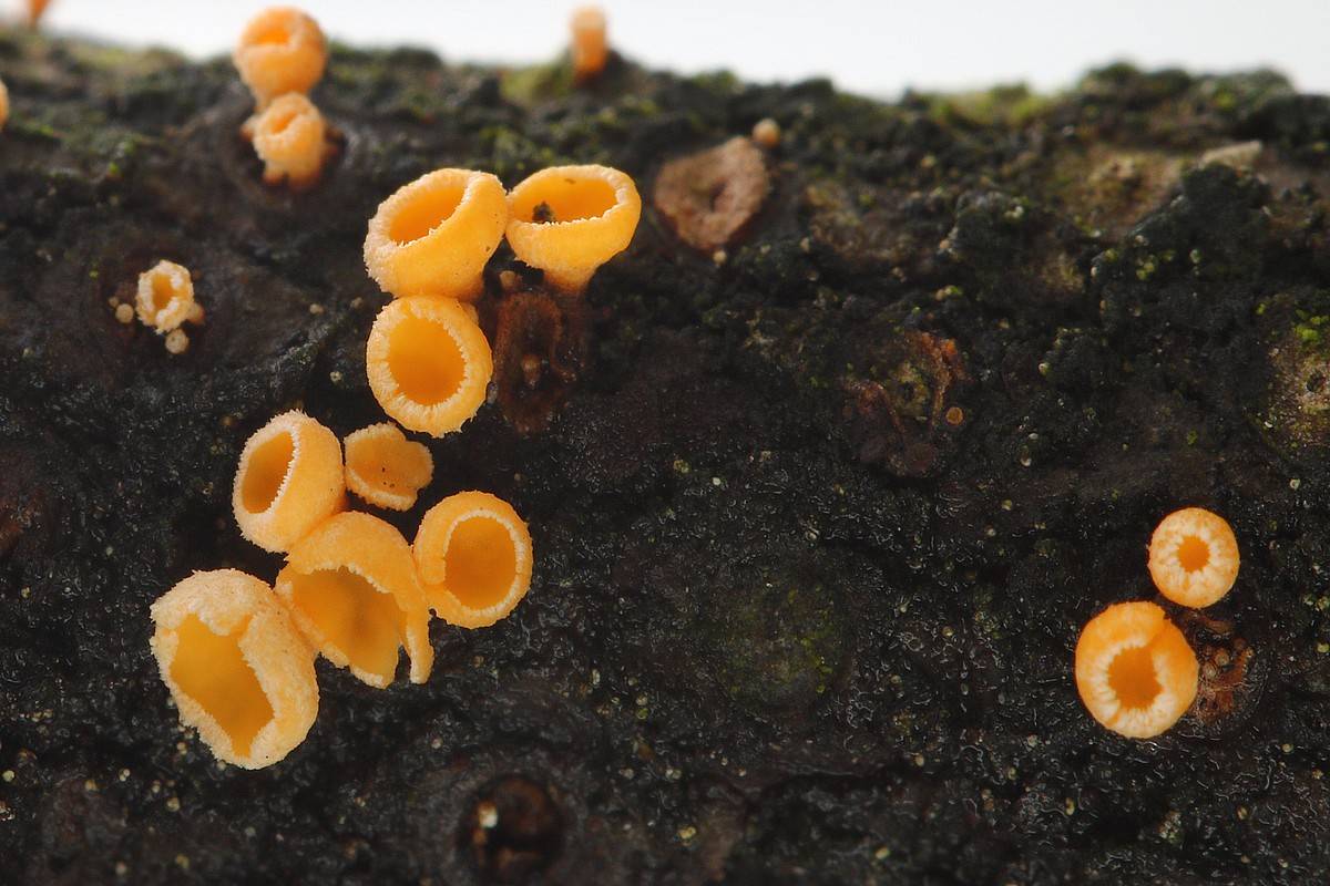 Lachnellula subtilissima image