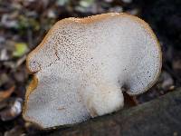 Polyporus tuberaster image