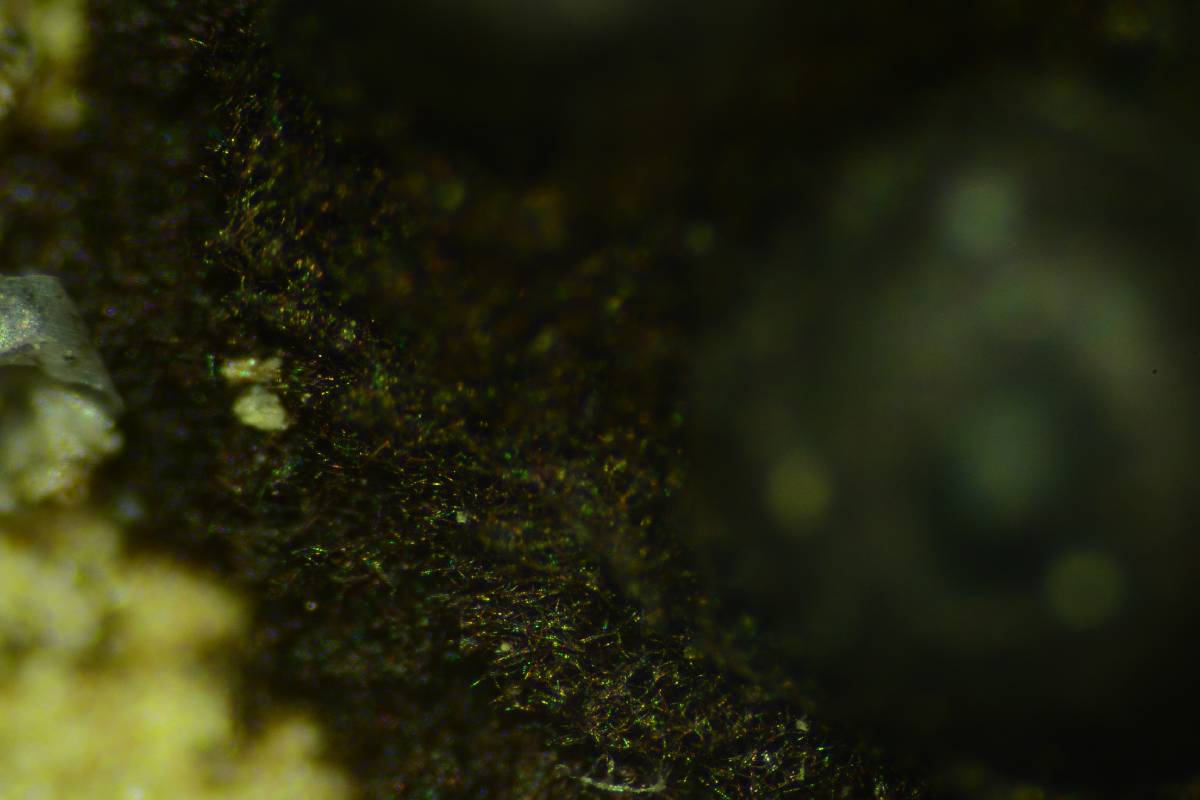 Rosellinia corticium image