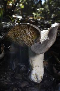 Lactarius argillaceifolius var. megacarpus image