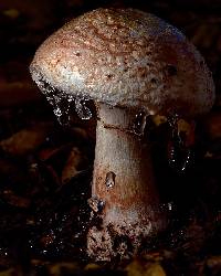 Amanita cruentilemurum image