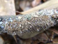 Hydnoporia olivacea image