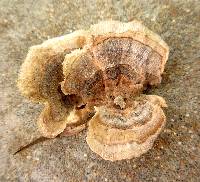 Trametes ochracea image