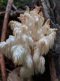 Hericium americanum image